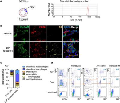 Liposomal Dexamethasone Reduces A/H1N1 Influenza-Associated Morbidity in Mice